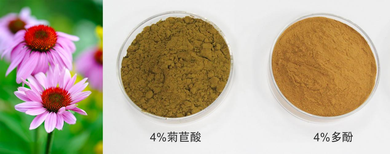 紫錐菊提取物