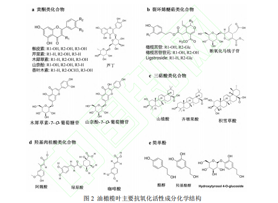 油橄欖葉活性成分